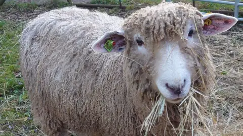 Jamie Quinn and Sue Oliver Lincoln Longwool sheep