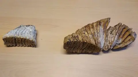 LDRS A mammoth tooth