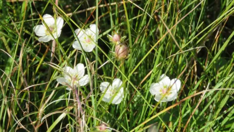 Cumbria Wildlife Trust Grass-of-Parnassus at Eycott reserve
