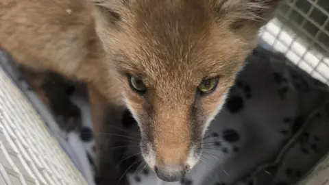 Sick fox cub