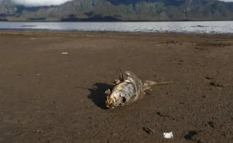 EPA Dead fish on the dry bed of the critically low Theewaterskloof Dam in Villiersdorp, South Africa, 23 January 2018.