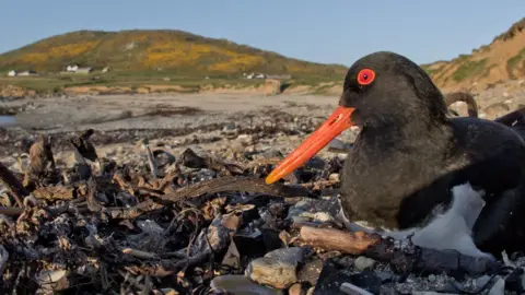 Ben Porter An Oystercatcher on its nest