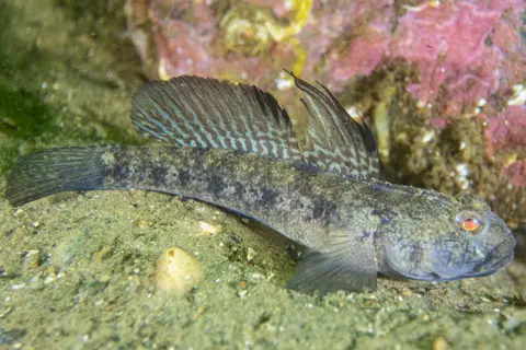 Ross Mclaren A photo of a goby fish in waters around Scotland