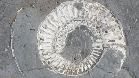 Geckoella Ltd An Ammonite in rock at Helwell Bay