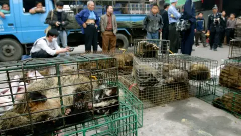 Getty Images Government officers seize civet cats in Xinyuan wildlife market in Guangzhou to prevent the spread of the SARS disease in 2004