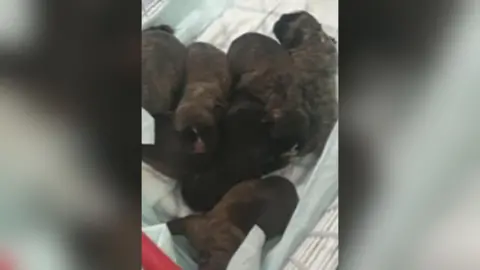 Devon and Cornwall Police Litter of puppies