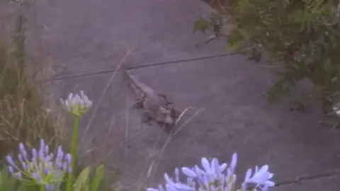 VICTORIA POLICE A crocodile found on a Melbourne footpath on Christmas Day