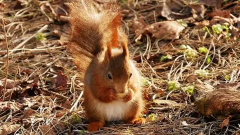 David Dixon/Geograph Red squirrel at Formby