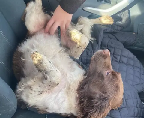 Codie Hutton Maisie having a belly rub