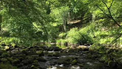 Michael Cooper Photography Mourne Park woodland