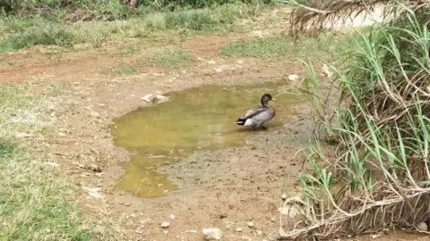 Trevor the duck/facebook Trevor the duck in his puddle