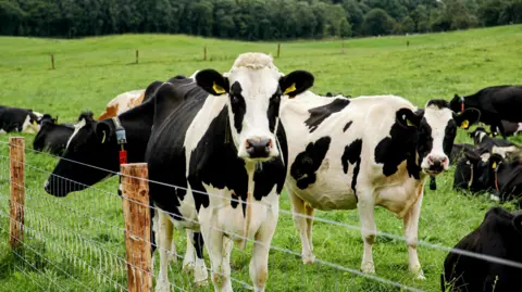 Black and white cows in a field. There is grass and trees in the distance and a fence in the foreground.