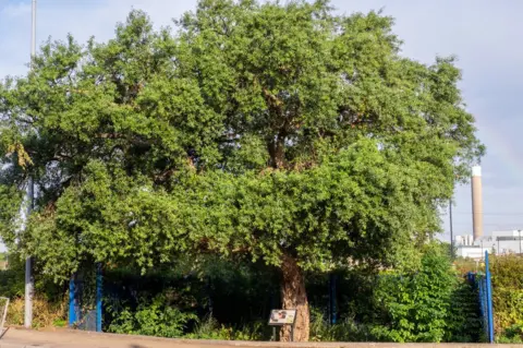  Peter Dench/Woodland Trust/PA Media North circular oak