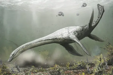 Science Photo Library llustration of an Attenborosaurus sp. plesiosaur. This marine reptile lived in the Early Jurassic (201.3-174.1 million years ago). It is thought to have grown to five metres in length.