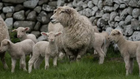 Arloesi Gwynedd Wledig Sheep and lambs