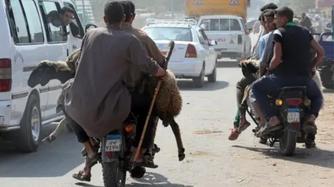 Reuters Men transport sheep on their motorcycles, ahead of the Muslim festival of sacrifice Eid al-Adha in Giza, on the outskirts of Cairo, Egypt - Thursday 9 August 2018