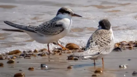 Hanne Siebers A pair of little tern Chicks at Blakeney Point