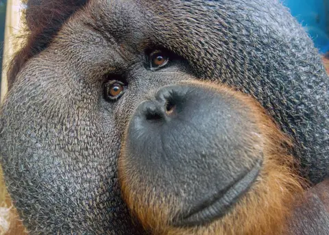 David Marsay/Colchester Zoo Rajang the orangutan