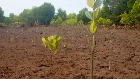 Ecologi Mangrove tree planting in Madagascar