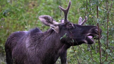 A photograph of an Elk nibbling on some folliage on a branch