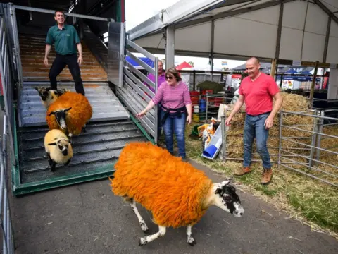Jeff J Mitchell/Getty Images Sheep