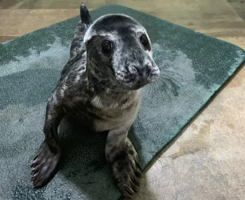 RSPCA The seal pup at the East Winch Wildlife Centre