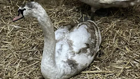 Linjoy Animal Rescue Injured swan