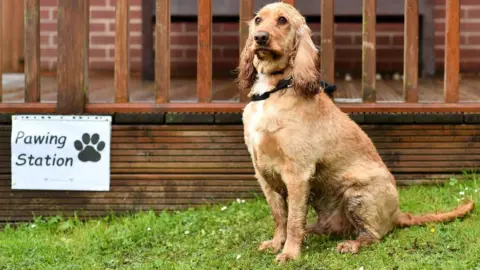 Getty Images Dog outside a "Pawing Station" sign