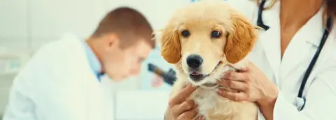 Getty Images Dog in vets