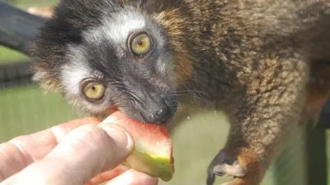 Tropiquaria Zoo Red-fronted lemur