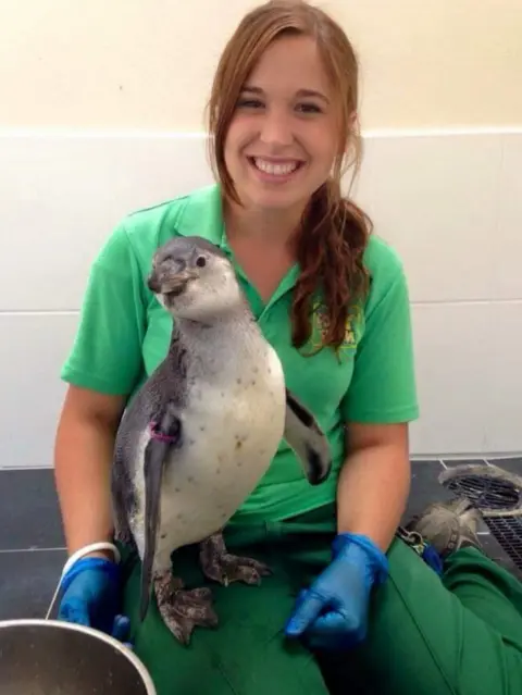 Folly Farm zoo keeper with penguin