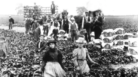 Bellis Brothers Strawberry pickers