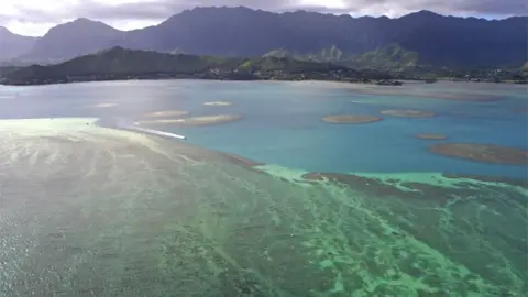 Coral reef off the coast of Oahu, Hawaii