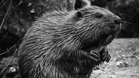 Chris Parkes Photographer Ltd. Beryl the beaver