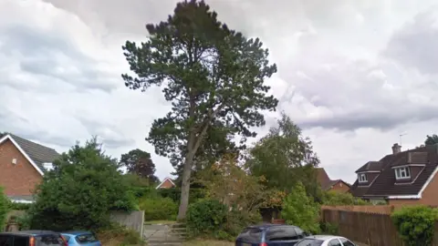 Google Pine tree on the Bevers