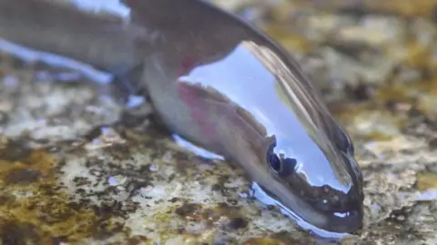 Ness District Salmon Fishery Board Eel