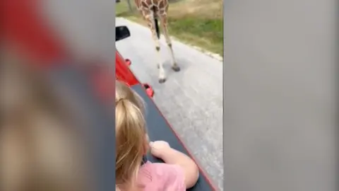 Giraffe's legs next to truck