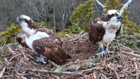 Birds of Poole Harbour Ospreys