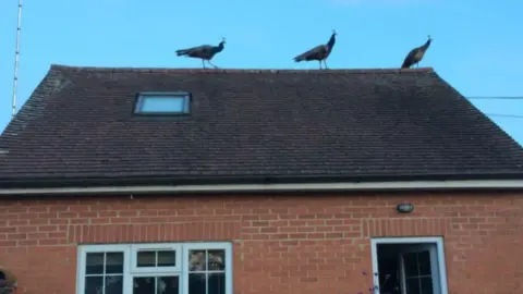 The peacocks on a roof