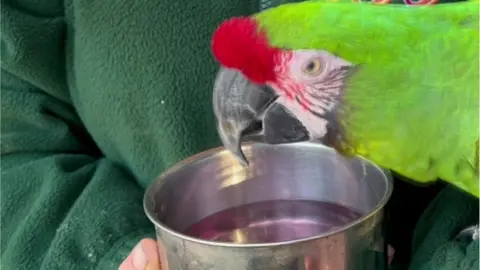 Welsh Mountain Zoo Welsh Mountain Zoo animal