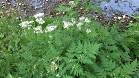 Wild Food UK A green plant with white flowers