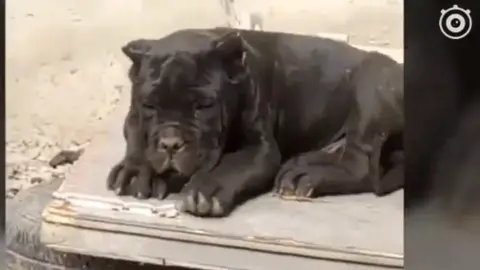 Beijing News A Chinese dog with a controversial name