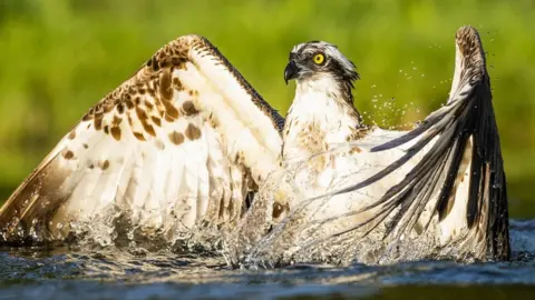 Getty Images Osprey