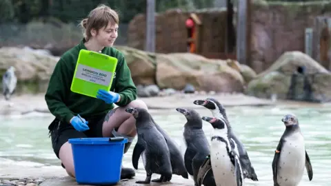 PA Media Humboldt penguins queue up to be counted by a keeper at London Zoo.