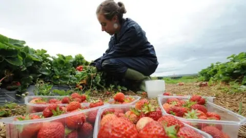 Coronavirus: Thousands apply for fruit and veg grower jobs
