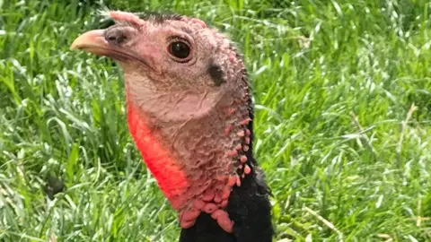 Brockswood Animal Sanctuary Clarissa