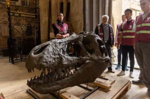 Terry-Harris.com Model of dinosaur skeleton