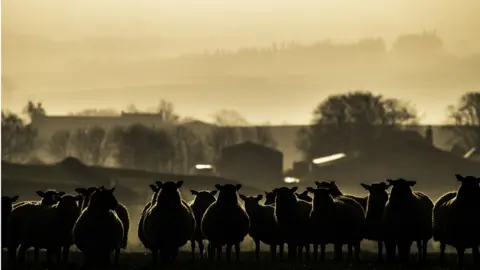 Getty Images Sheep on a Scottish farm