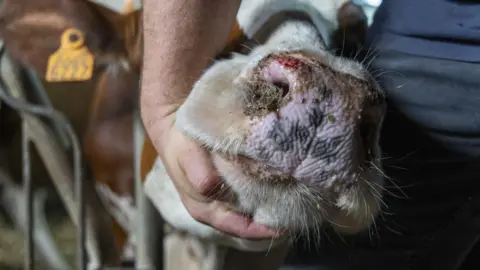 GETTY IMAGES A cow affected by bluetongue disease in Belgium 