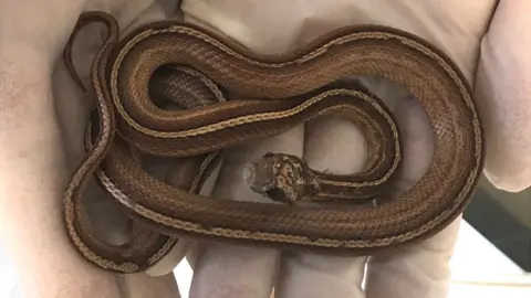 RSPCA Striped corn snake